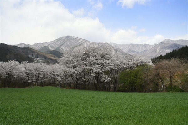  4월 7일 거창 북상면 남덕유산 자락의 벚꽃과 눈.