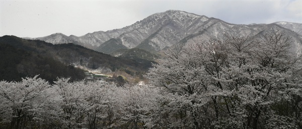 4월 7일 거창 북상면 남덕유산 자락의 벚꽃과 눈.