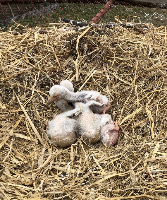 지난 3일 예산황새공원 내 7번 번식장에서 부화한 새끼 황새들의 모습