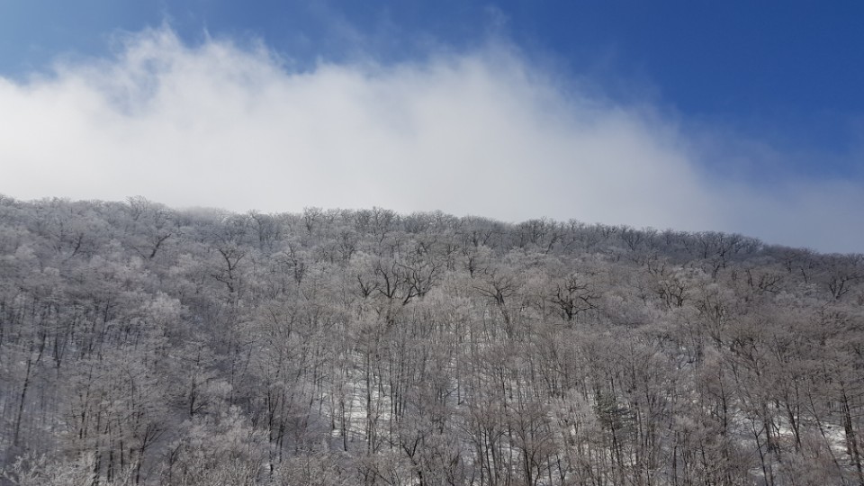 오색령 상고대 4월 초순에 제법 많은 눈이 내리고 꽃샘추위로 상고대가 관찰되었다.