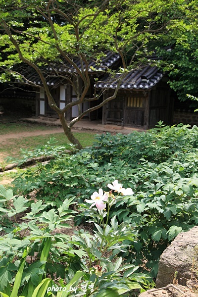 모란체 제8경. 본채 아래 경사면에 축대를 쌓아 조성한 3단의 화계에는모란이 피어 있다.