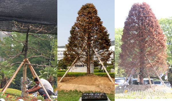경남도청 정문 화단에 있는 '채무제로 기념식수' 나무다. 처음에는 2016년 6월 1일 사과나무(왼쪽)를 심었고, 사과나무가 말라죽자 2016년 10월 주목으로 바꾸었지만 이 나무 역시 말라죽어(가운데), 2017년 4월 말에 다른 주목으로 바꿔 심었으며, 현재 이 나무 역시 고사위기(오른쪽)다.