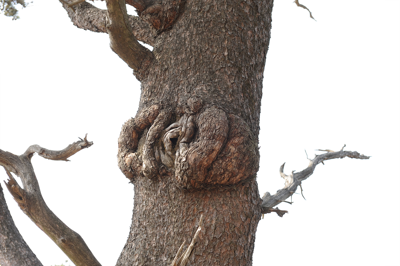 나무는 때때로 재미있는 모양을 만들어 우리 시선을 끌어당깁니다. 요건 엄마 자궁 속에 있는 아기 모습 같습니다.