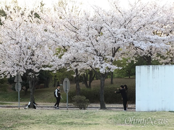12일 세월호참사 정부합동분향소가 있는 안산 화랑유원지에 핀 벚꽃.