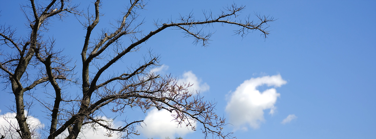 팽나무 제주 4.3 평화공원의 팽나무, 중산간지역이라 조금 늦게 새순이 올라오지만 기어이 새순은 풍성해질 것이다.