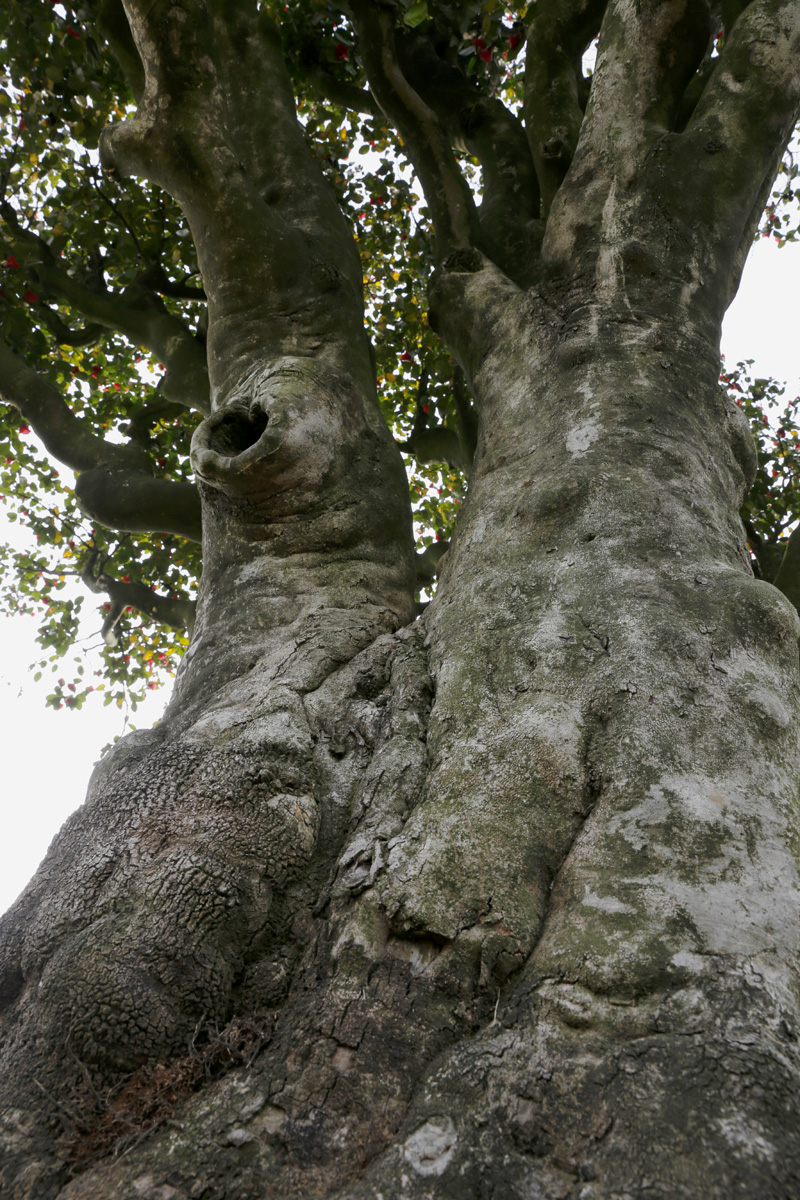 나주 금사정의 동백나무. 키가 6미터, 뿌리 부분의 둘레가 2.4미터에 이른다. 나무 한 그루로 천연기념물로 지정돼 있다.