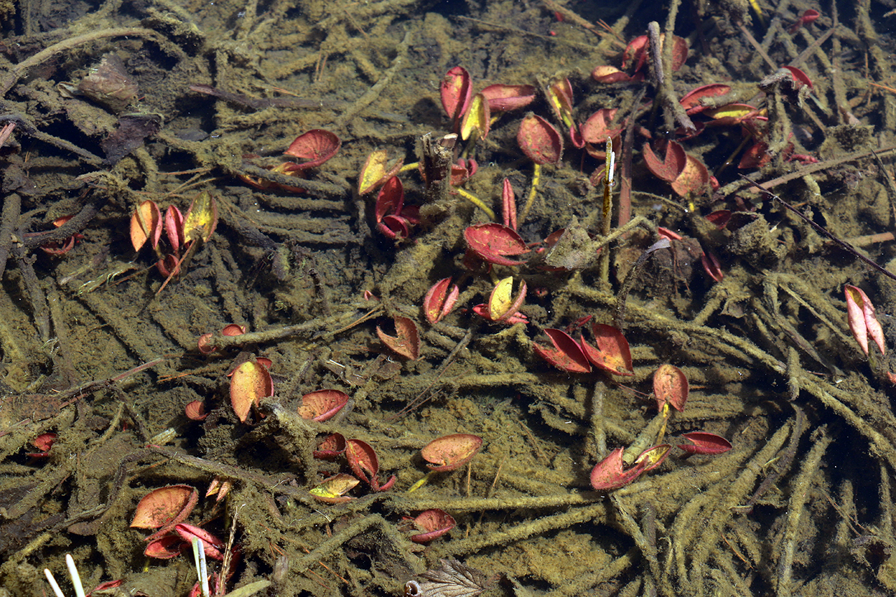 부들연못에서 수련의 새싹이 올라오고 있습니다.