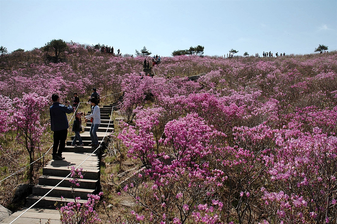4월 하순, 대개 4월 20일 이후 비슬산 조화봉 일대의 고원 지대에 붉은 꽃 바다를 이룬다. 