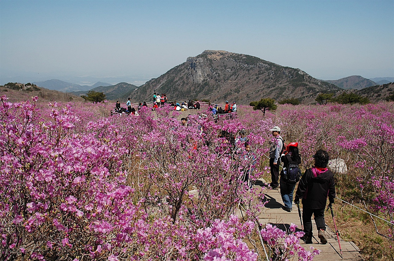 비슬산 진달래꽃 군락지 중심에 원형 전망대가 있는데, 꽃 피는 시기에는 항상 사람들로 붐빈다. 