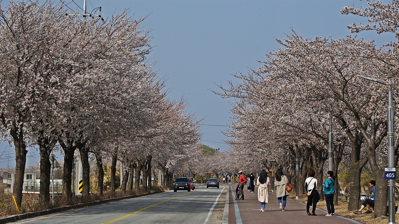 양양군에서 진행군항제와 같은 시기에 벚꽃을 만날 수 있는 대표적인 장소로는 남대천 둔치에 있는 낙산대교에서 양양대교에 이르는 제방도로다. 2018년엔 3월 26일부터 시작해서 4월 5일까지 벚꽃을 볼 수 있었다. 예년에 비해 일주일 빨랐다.