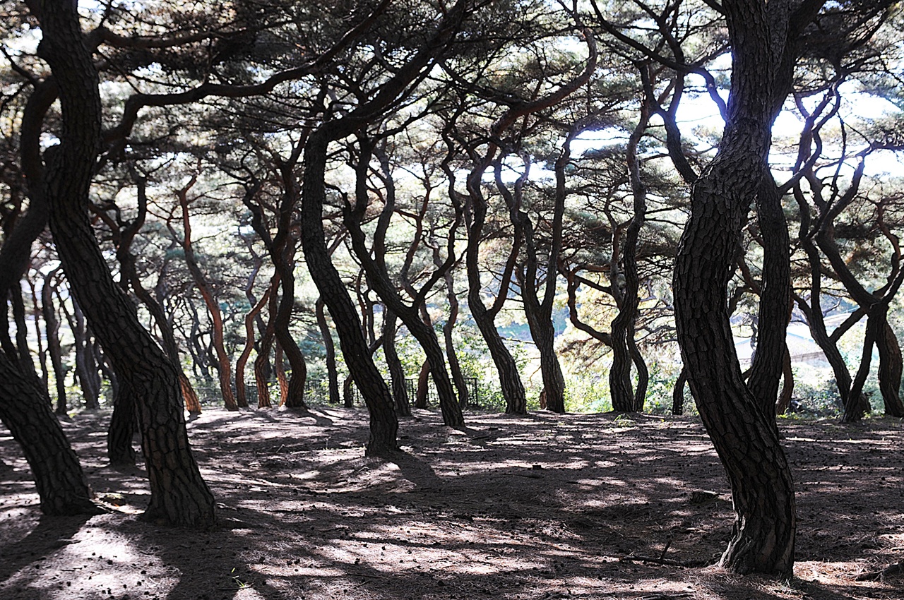 흥덕왕릉 입구의 소나무숲은 분위기가 있고 매력적이며 조용하다. 경주 일대의 대표적인 소나무숲으로 꼽을 만하다. 