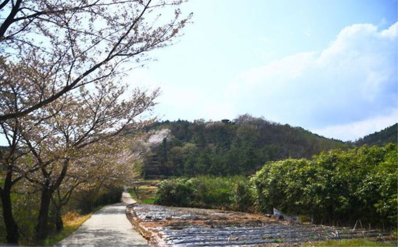  연꽃 모양의 벌교 부용산. 박기동 시인은 부용산 기슭에 간다는 말한마디 없이 가버린 어린 누이를 묻고 내려와 <부용산>이라는 '제망매가'를 남겼다