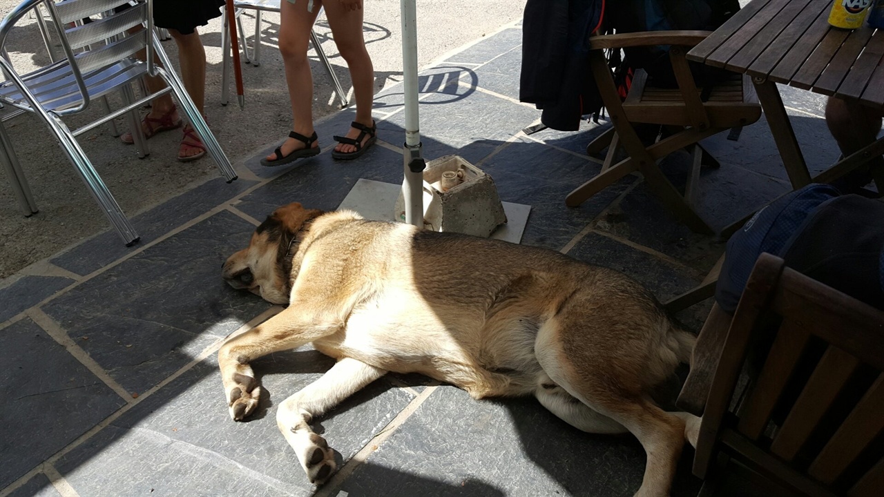 포이오 고개(Alto do Poio ; 1,3335m) Bar에서 평화롭게 잠들어 있는 개