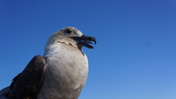 남극의 새 도둑 갈매기(SKUA) 최상위 포식자로 성격이 사납고 잡식성이다