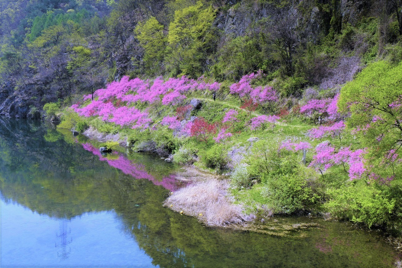 복사꽃