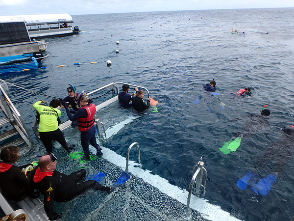케언즈에서 한시간 반동안 크루즈선을 타고 대산호초인 '그레이트 배리어 리프' 수중탐사 활동은 하루 종일 이어졌다. 사진은 스노클링으로 수중탐사하는  관광객들