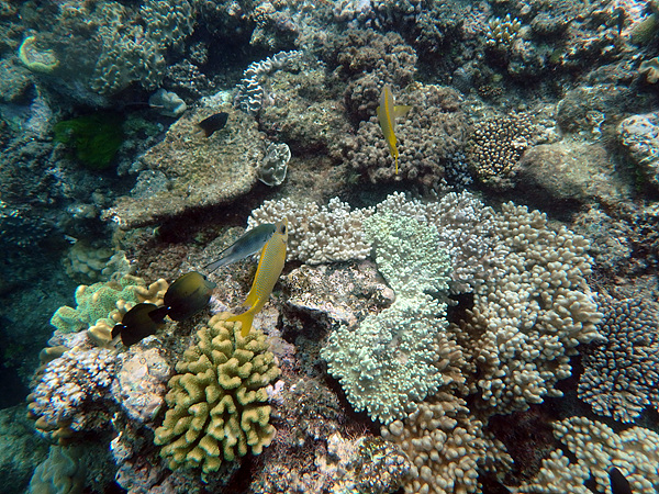 산호초는 해양생물들이 포식자로부터 숨을 곳을 제공해 주는 물고기 아파트다. 크고 작은 예쁜 물고기들이 헤엄치고 있었다
