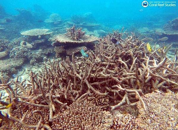 수온상승으로 산호초가 죽어 백화현상이 나타난 '그레이트 배리어 리프' 산호초 모습  