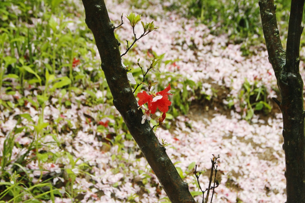 벚꽃이 질 무렵 완산칠봉 꽃동산에 왕겹벚꽃이 피고, 분홍빛 겹벚꽃이 질 즈음 철쭉이 만개한다. 