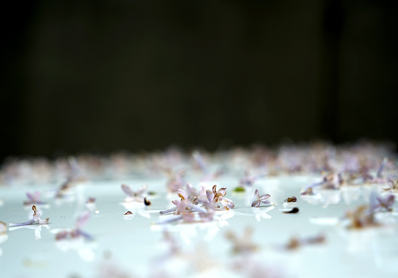 자동차 본넷 위의 라일락 꽃잎