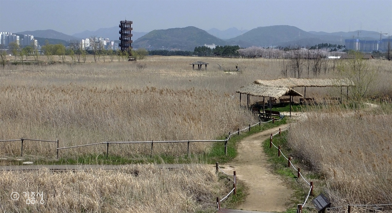  갈대숲 광활한 갯골생태공원.