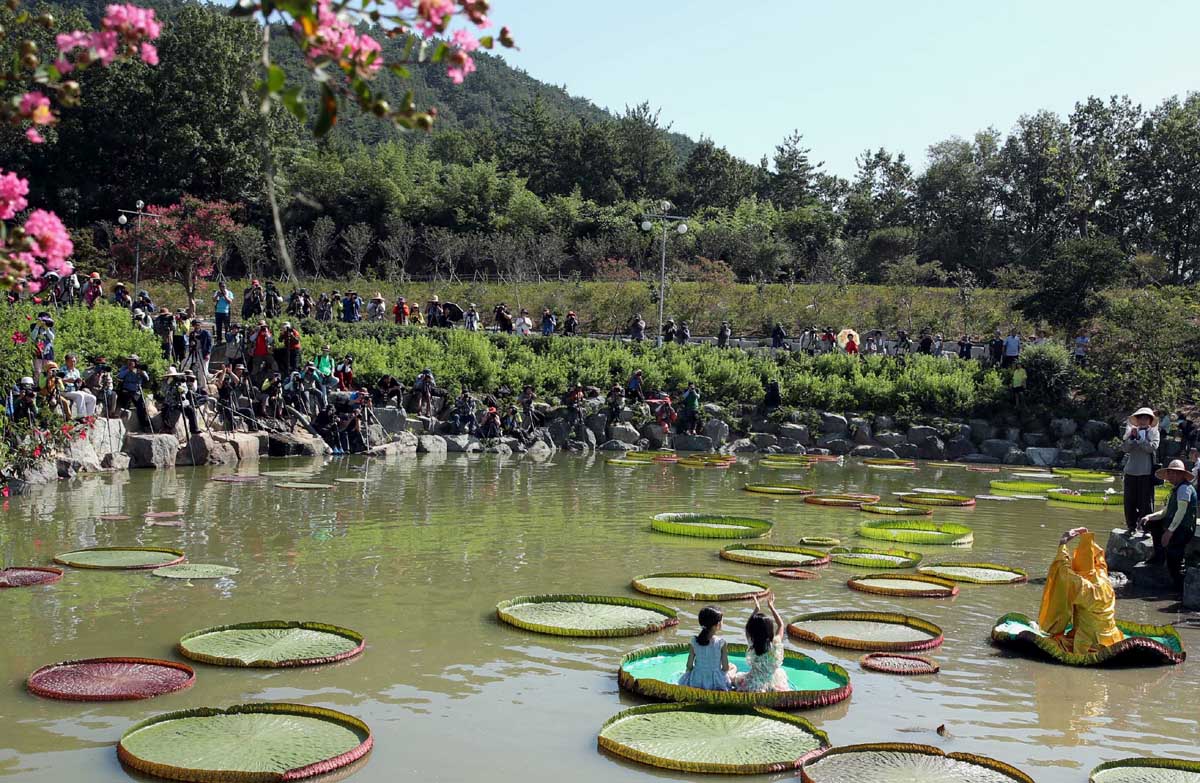 남미륵사 주지 법흥스님이 절집의 연못에서 핀 빅토리아연의 연잎에 올라앉아 있다. 지난해 8월 27일이다.