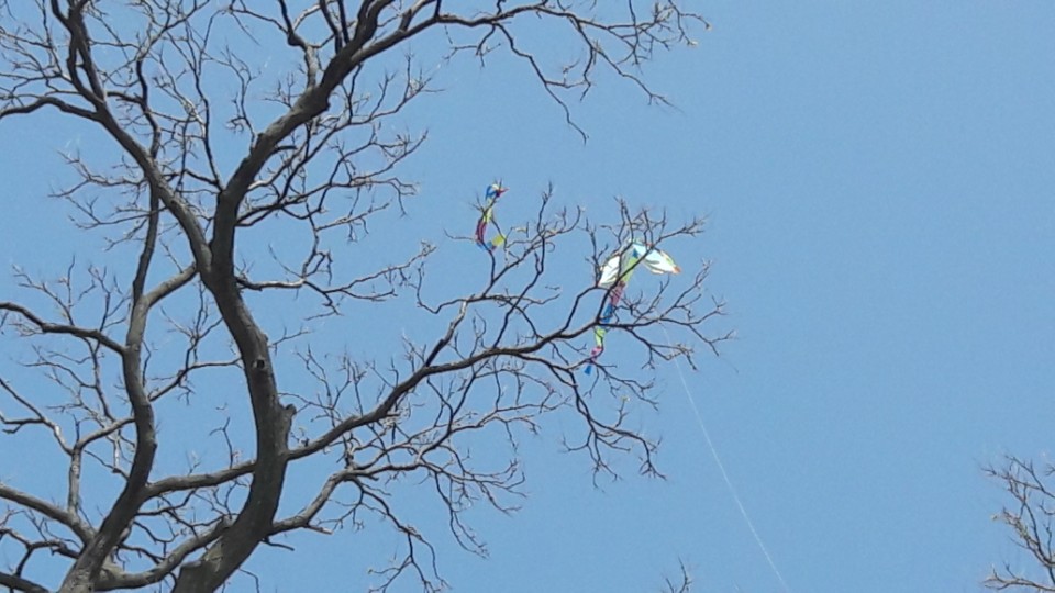 해미읍성 회화나무 가지에 관광객들이 날린 연이 걸린 모습