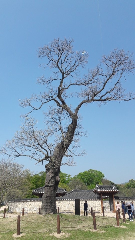 서산 해미읍성 내의 회화나무 전경