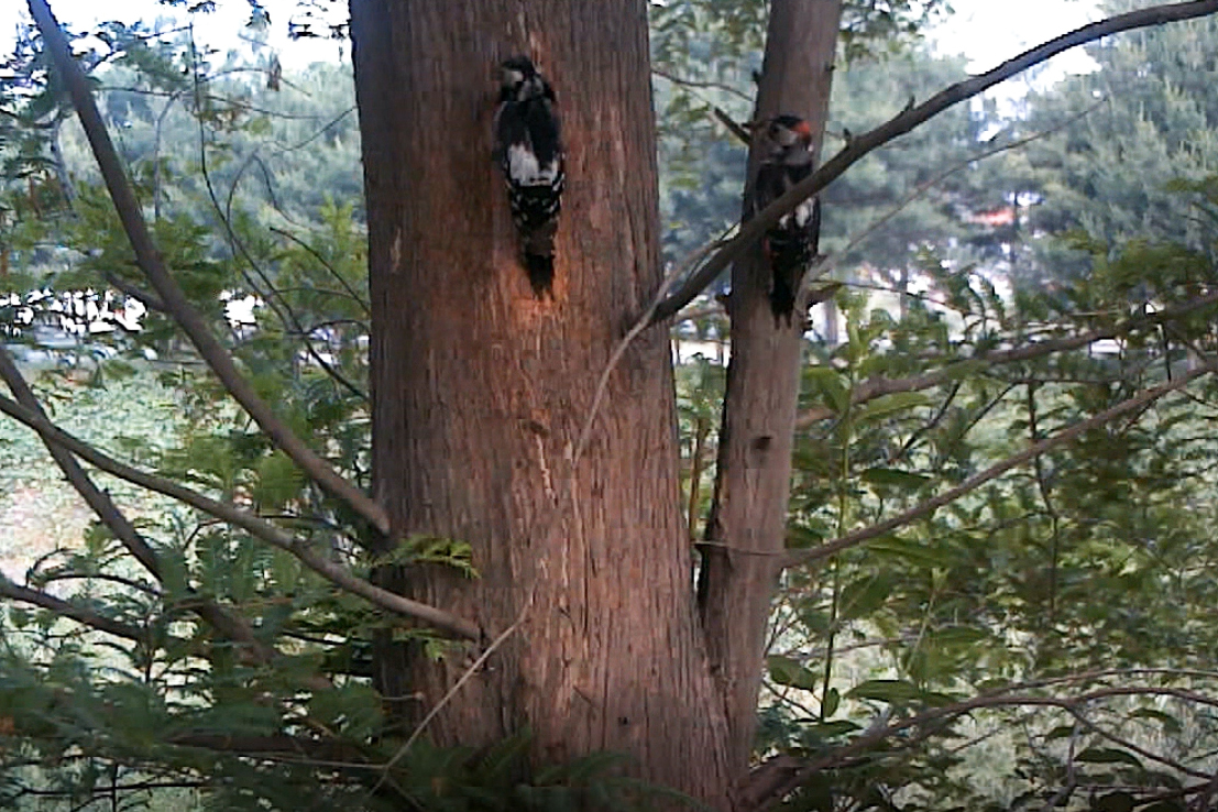 메타세쿼이아 나무에 있는 오색딱따구리 집. 부부가 사이좋게 새끼들을 돌보고 있습니다.