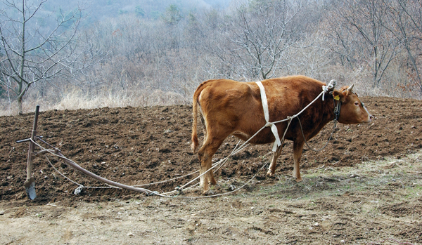 요즘은 시골에서도 보기 힘들어 진게 소가 논밭을 가는 모습입니다.