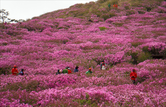    황매산의 화려한 봄날, 온통 연붉은 세상이다. 