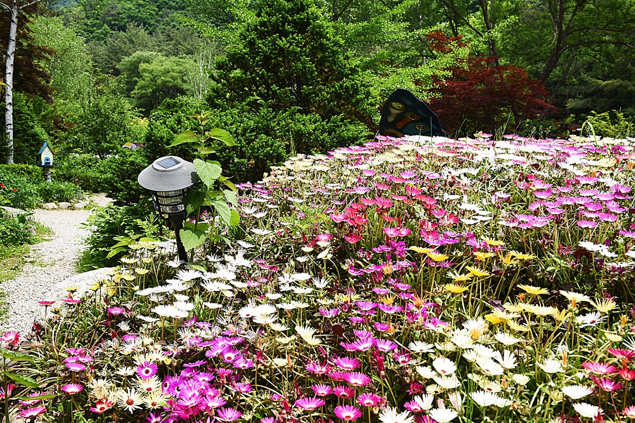 5월의 허브농원 안에서 가장 인기 있는, 귀엽고 예쁜 꽃 