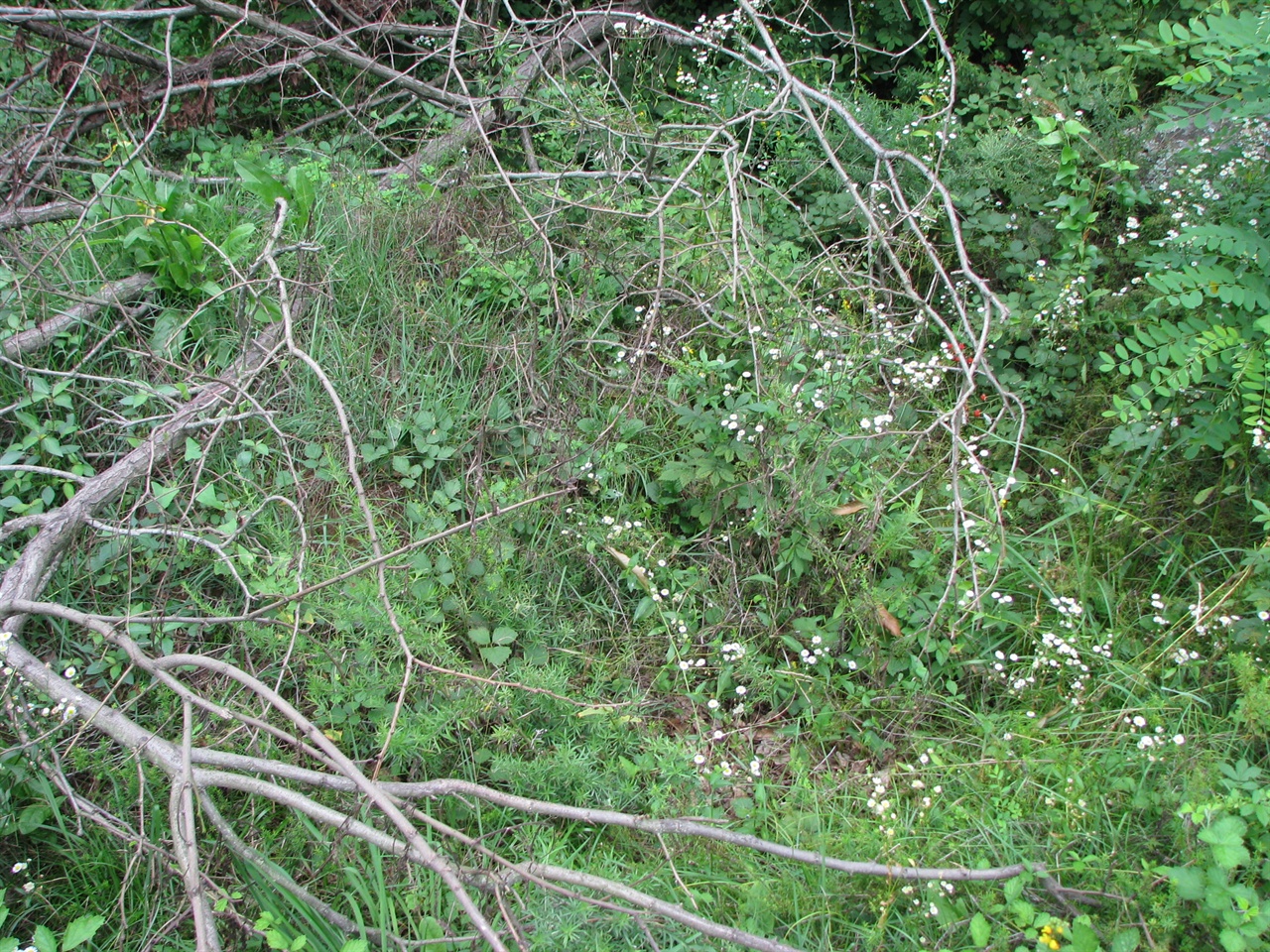 찔레꽃나무로 뒤덮힌 민간인학살 무덤