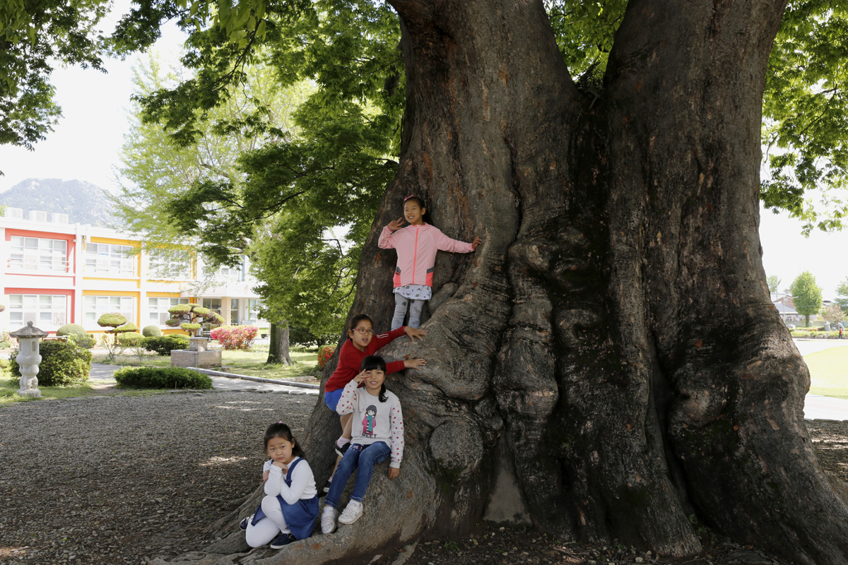 나무를 타고 노는 초등학생들. 사진기를 들이대자 나뭇잎처럼 싱그러운 웃음을 지어 보이며 자세를 취해준다.
