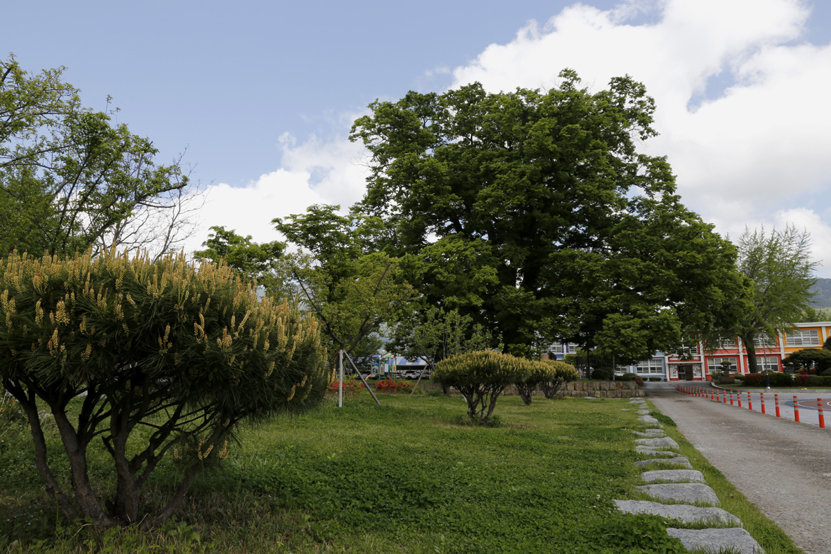 느티나무와 은행나무, 단풍나무 등이 한데 어우러진 담양 한재초등학교의 학교숲 전경. 제13회 아름다운 숲 전국대회에서 공존상을 받았다.