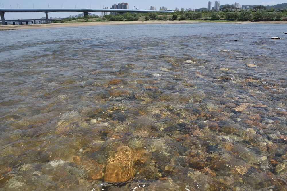 자갈돌이 훤히 보일 정도로 맑은 강물이 흘러내리는 금강의 모습. 수문개방 6개월 만에 금강이 화려하게 부활했다.