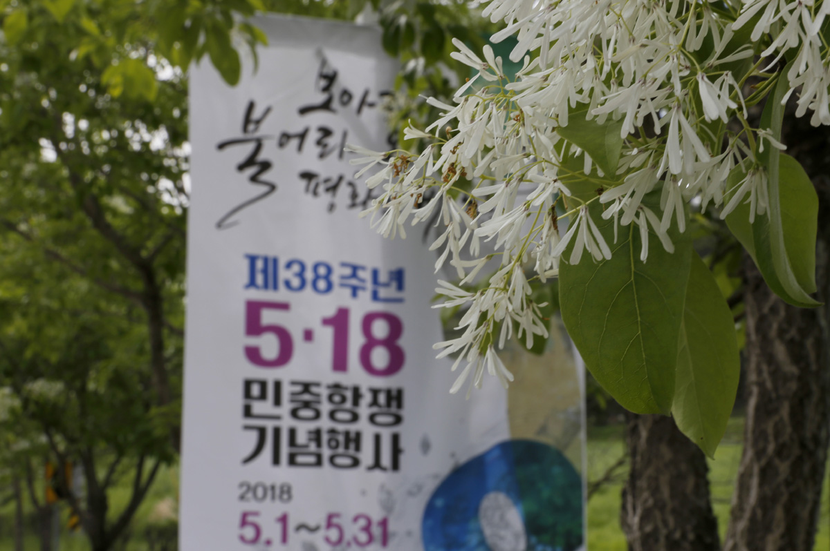 활짝 핀 이팝나무 꽃 사이로 5·18광주민중항쟁 제38주년 기념행사를 알리는 현수막이 걸려 있다. 