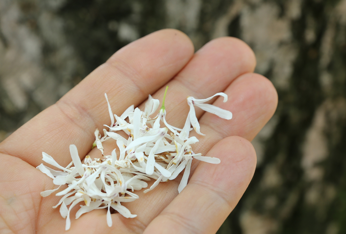 하얀 이팝나무 꽃. 꽃잎 하나하나가 한 톨의 쌀을 닮았다. 이팝나무를 쌀나무, 쌀밥나무로 부르는 이유다.