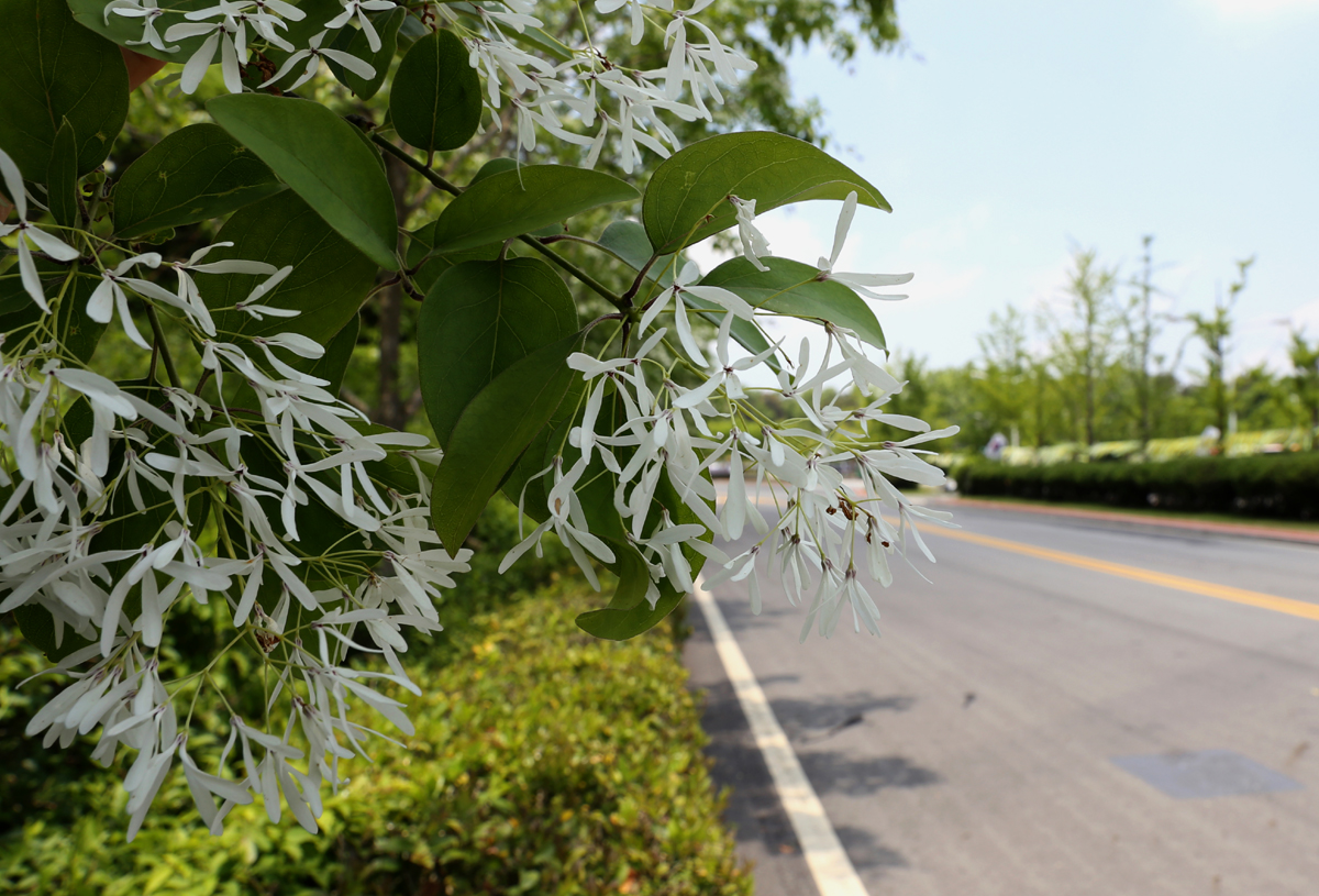 5·18민주묘지로 가는 길에 활짝 핀 이팝나무 꽃. 5월 영령을 추모하듯, 줄지어 피어 있다.