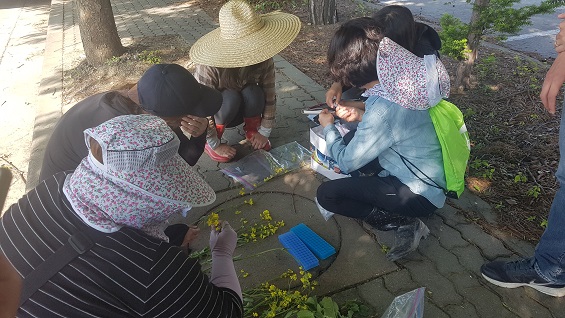  충남 예산군 덕산 온천 앞. 조사단이 시료를 이용해 LMO 유채 여부를 조사 중이다. 