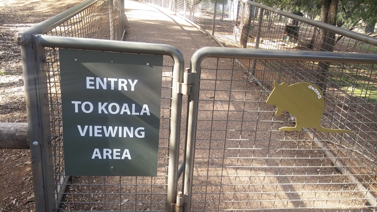 호주의 대표적인 동물인 코알라를 볼 수 있는 장소로 이동하는길. 이날은 아쉽게도 코알라를 볼 수는 없었다.