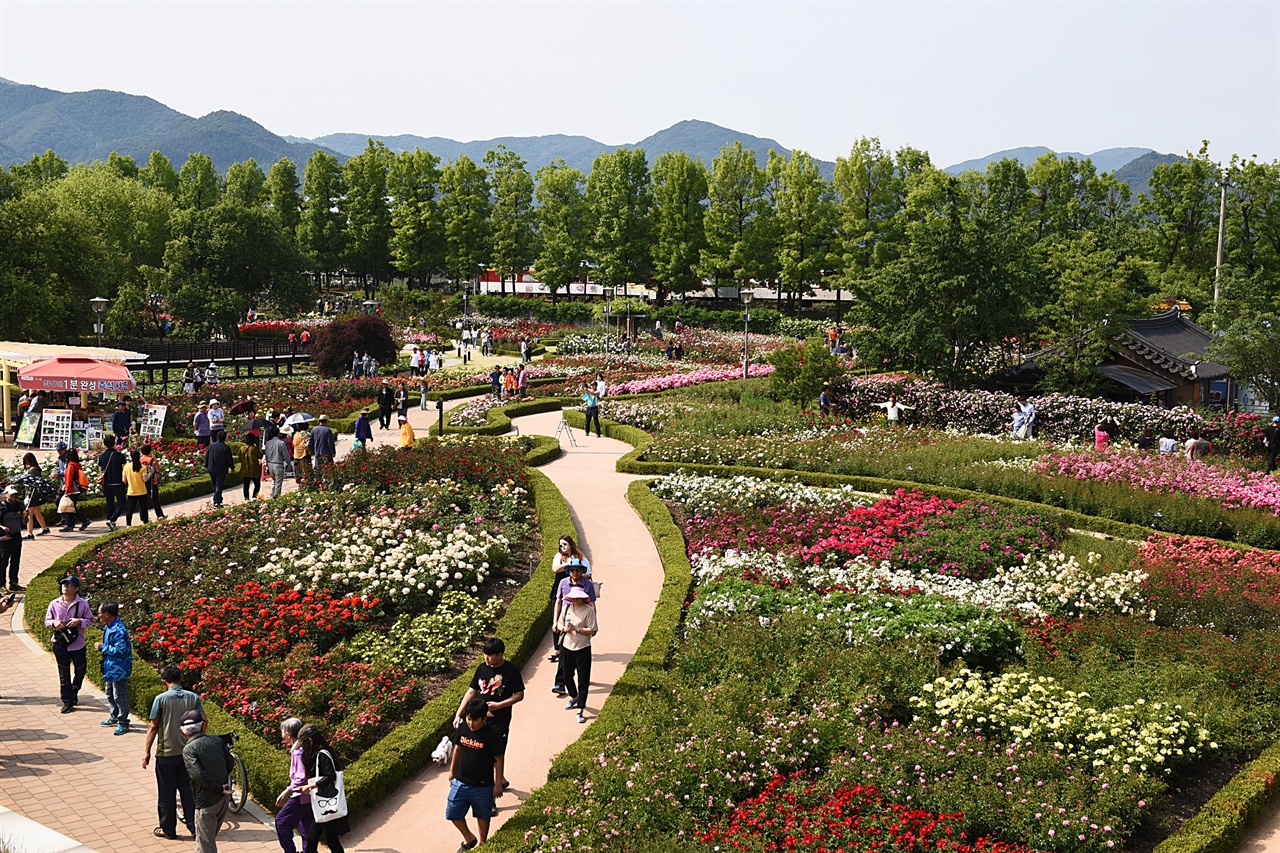 1004종의 장미를 심은 장미공원에는 붉은색, 흰색, 분홍색, 노란색 등 다양한 장미가 색색의 균형을 이룬다. 