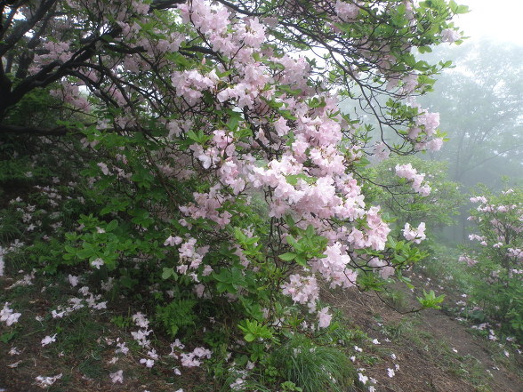 진달래에 연이어 연분홍 꽃이 핀다고 해서 '연달래'라고도 부른다. 비에 꽃이 많이 떨어졌다.