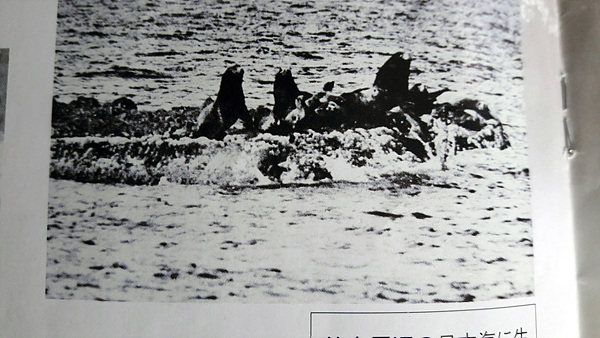 가제바위 위에 있는 강치들. 일본 오키섬 죽도박물관에 소장된 것을 김문길 교수가 수집해 제공했다. 김문길 교수 설명에 의하면 1910년경에 촬영한 사진으로 추정하고 있다