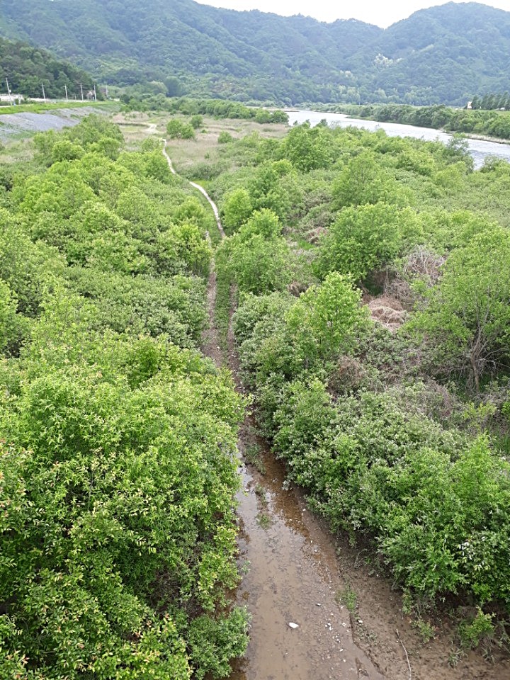 정비사업 직전 금강 적벽강 구간 생태숲 