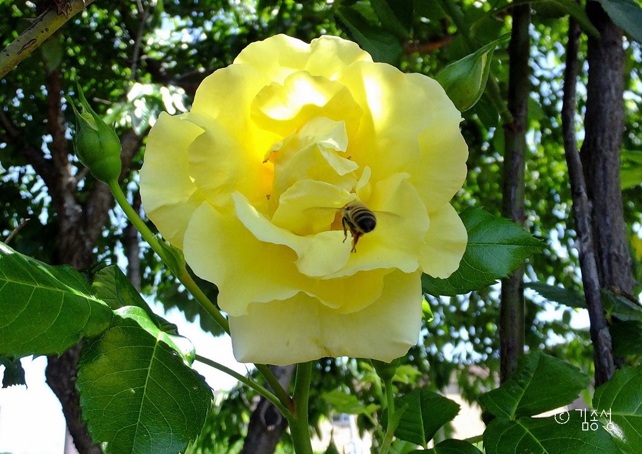 장미꽃 꿀을 먹으러 온 벌. 