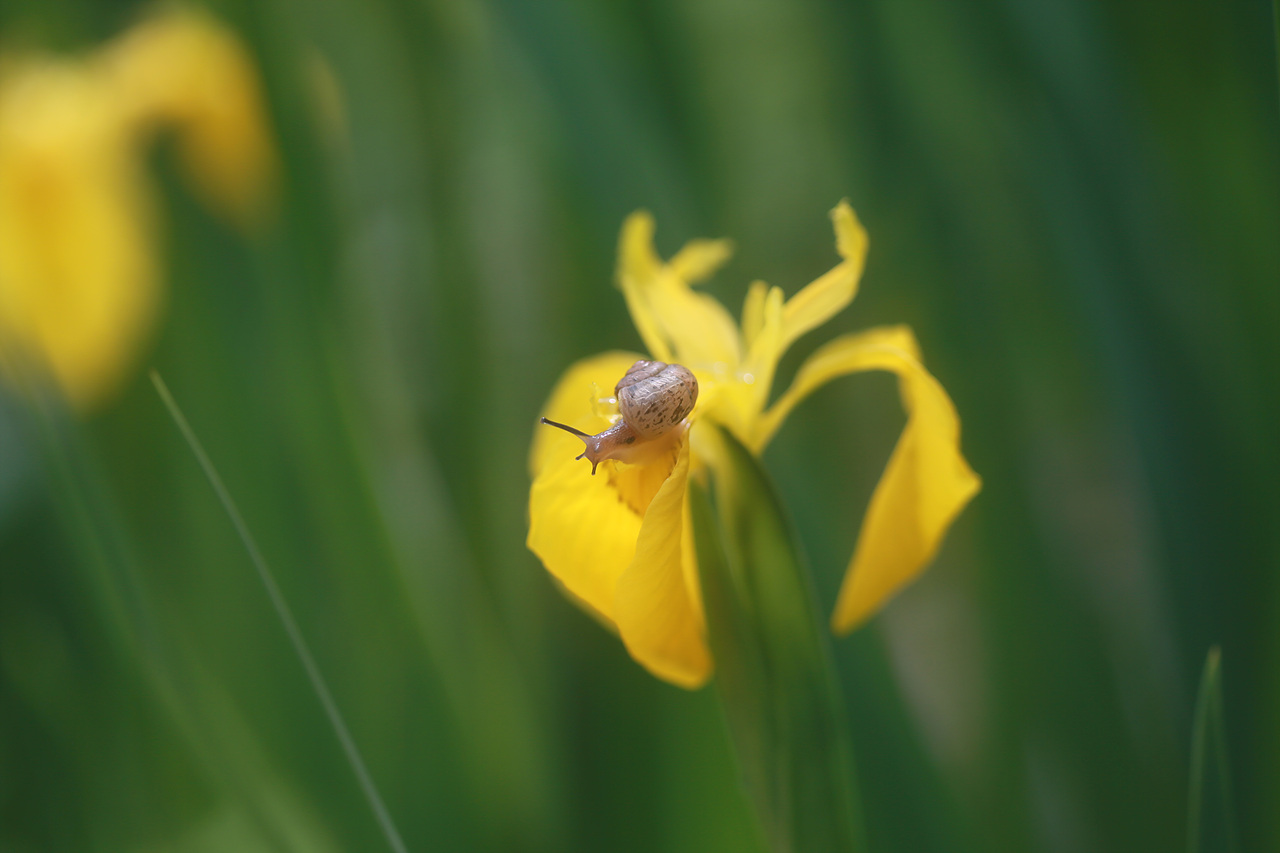 노랑꽃창포를 찾은 달팽이가 내려갈 길을 찾고 있다.