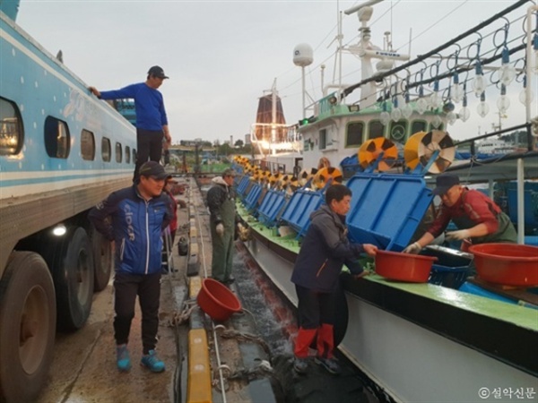 동해안 오징어 조업이 본격화 되면서 동명항이 활기를 띄고 있다. 지난 12일 새벽 어민들이 배에서 오징어를 내리고 있다.