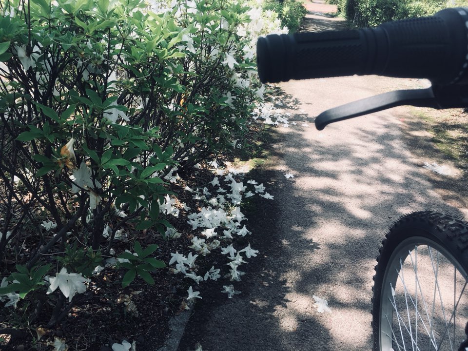 자전거 도로를 달리다 떨어진 백철쭉이 예뻐 잠시 자전거를 세우고 사진을 찍었다