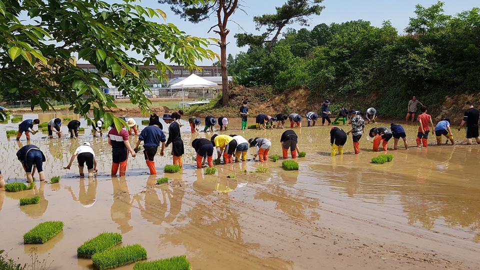  모심기 좋은 25일 오전 금마중학교(교장, 주진익) 전교생 48명과 선생님, 지역주민 등 70여 명이 지난해에 이어 손모내기에 다시 나섰다. 학생들이 양쪽으로 나누어 모름 심고 있다.
